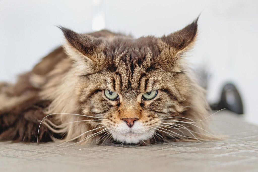 pet, purebred cat, cat, feline, nature, animal