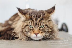 pet, purebred cat, cat, feline, nature, animal