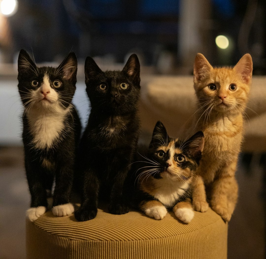 7 Anzeichen, dass Ihre Katze glücklich und zufrieden ist