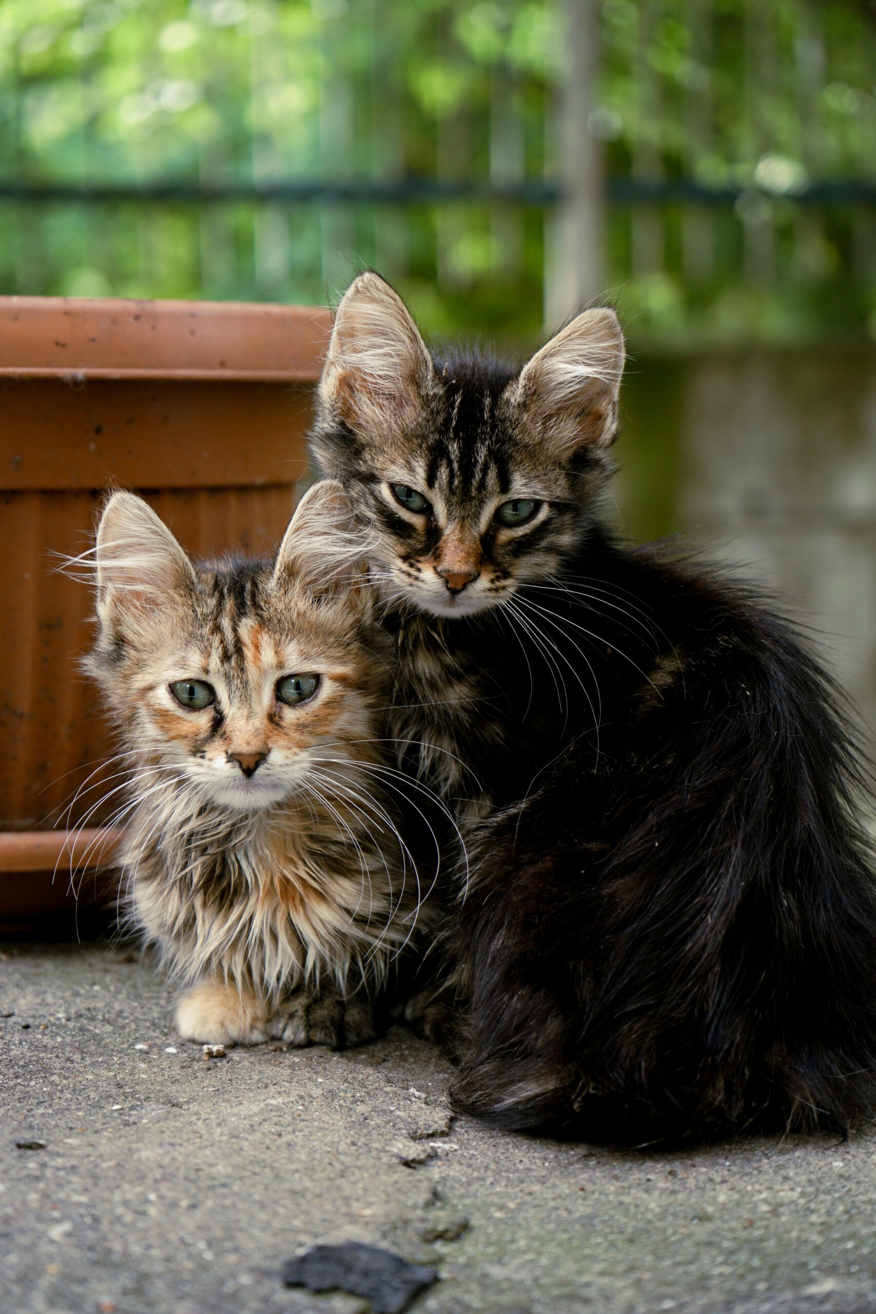 7 Anzeichen, dass Ihre Katze glücklich und zufrieden ist