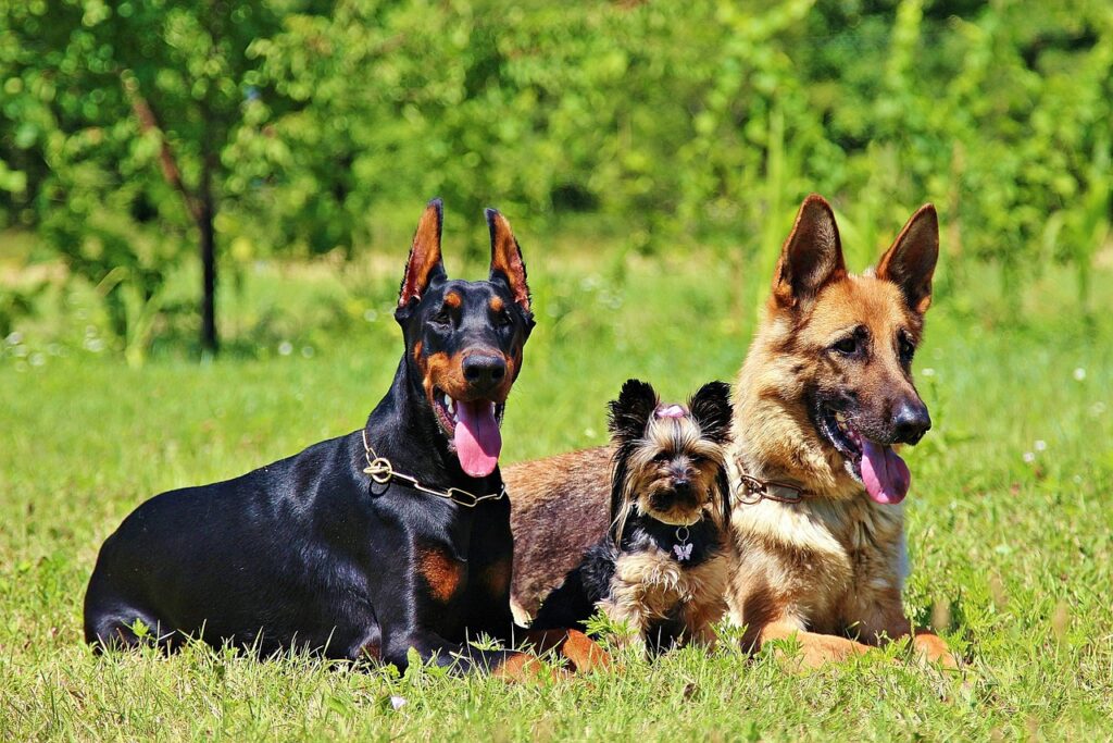 german shepherd, grass, nature, dogs