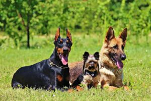 german shepherd, grass, nature, dogs
